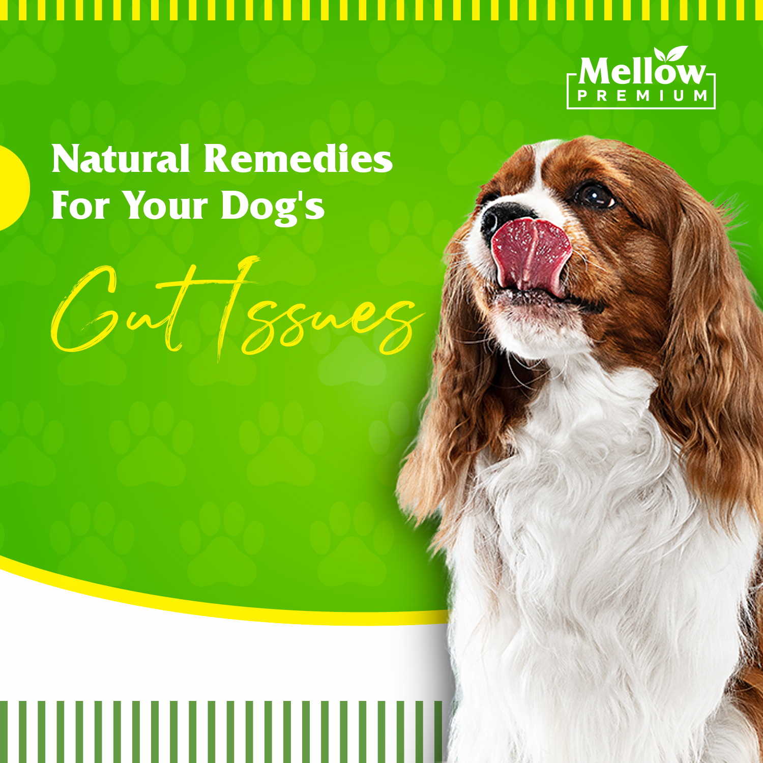 Natural Remedies for Your Dog's Gut Issues