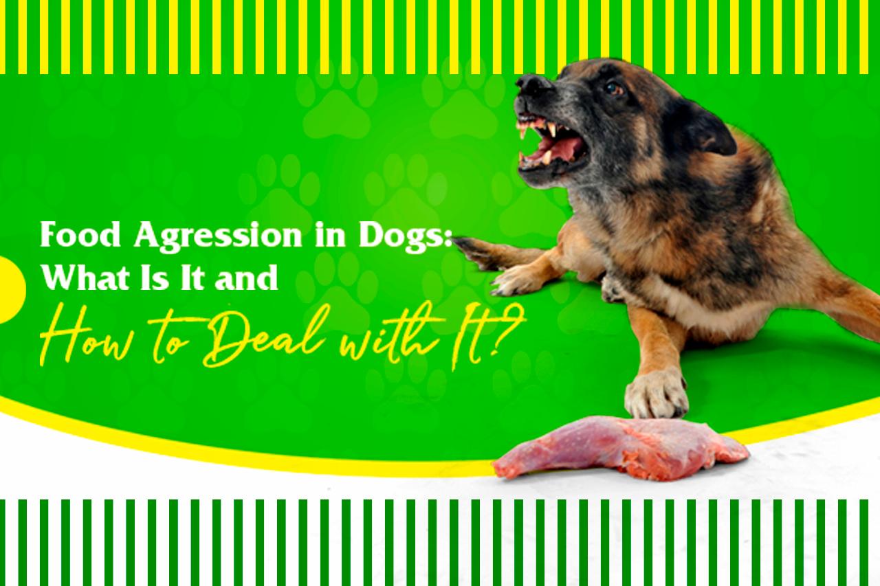 Food Aggression in Dogs What Is It and How to Deal with It? Mellow