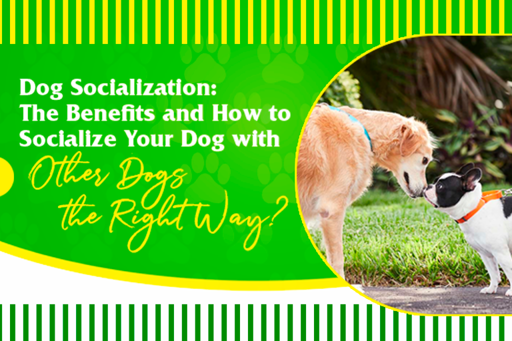 Dog Socialization: The Benefits and How to Socialize Your Dog with Other Dogs the Right Way?