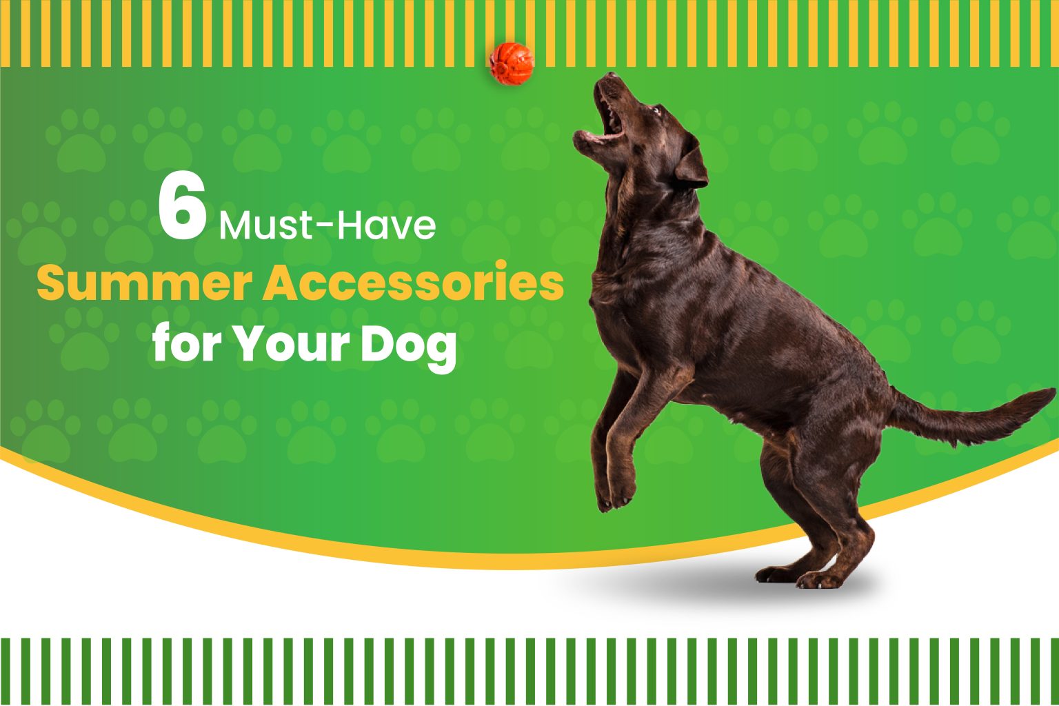 6 MustHave Summer Accessories for Your Dog Mellow premium