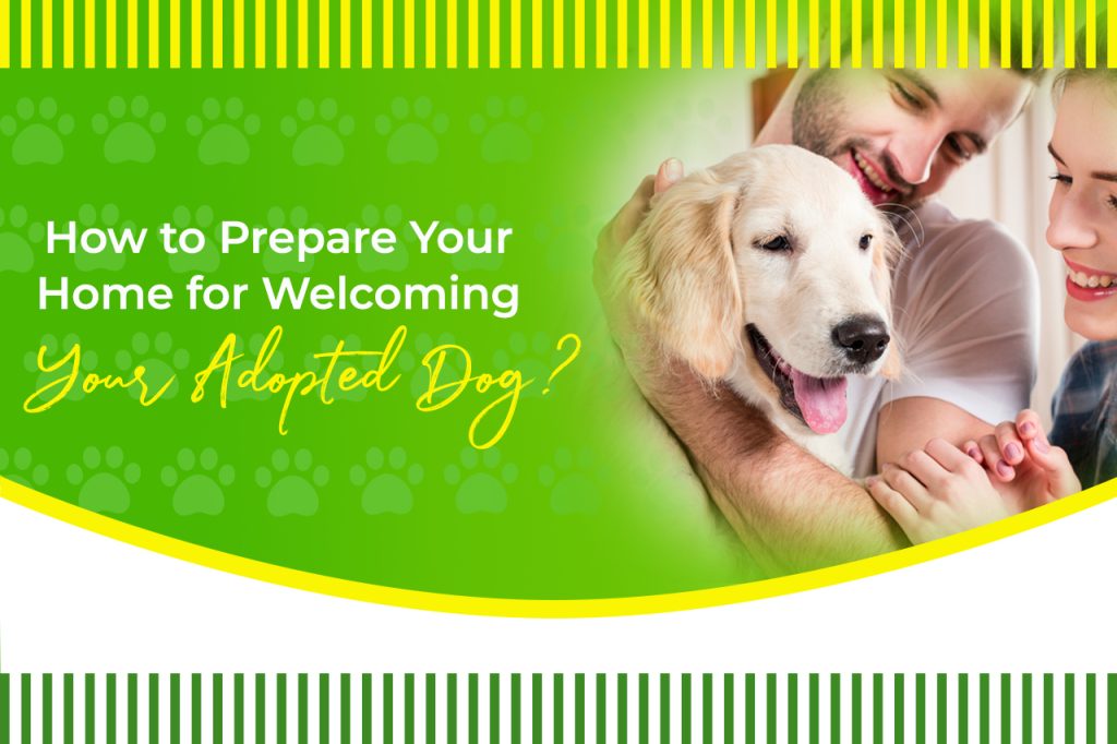 How to prepare your home for welcoming your adopted dog