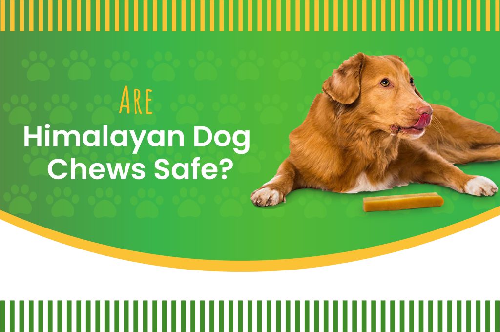 Are Himalayan Dog Chews Safe?