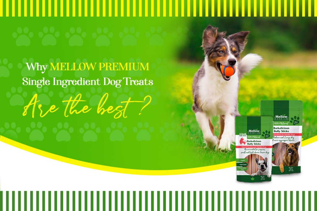 Why Mellow Premium Single-Ingredient Dog Treats Are the Best?