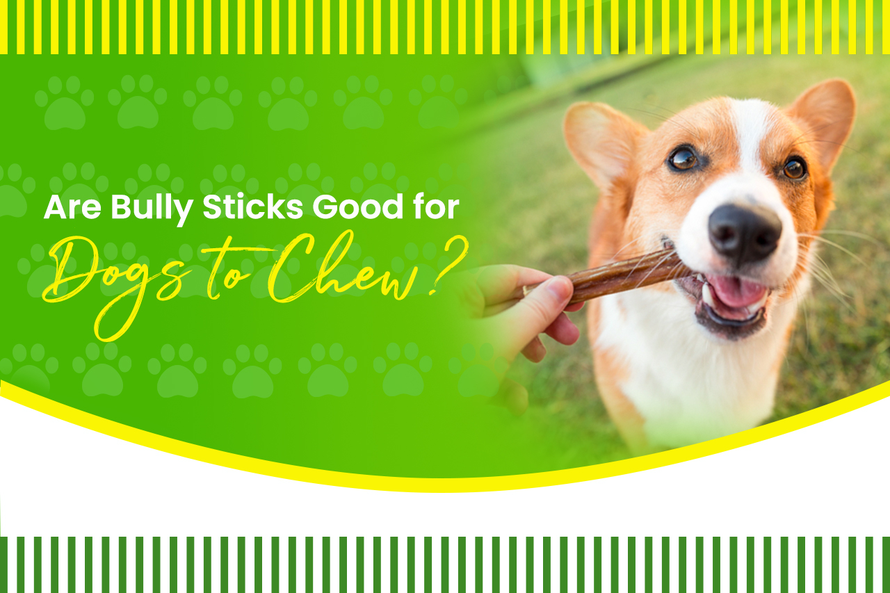 Are Bully Sticks Good for Dogs to Chew? Mellow premium