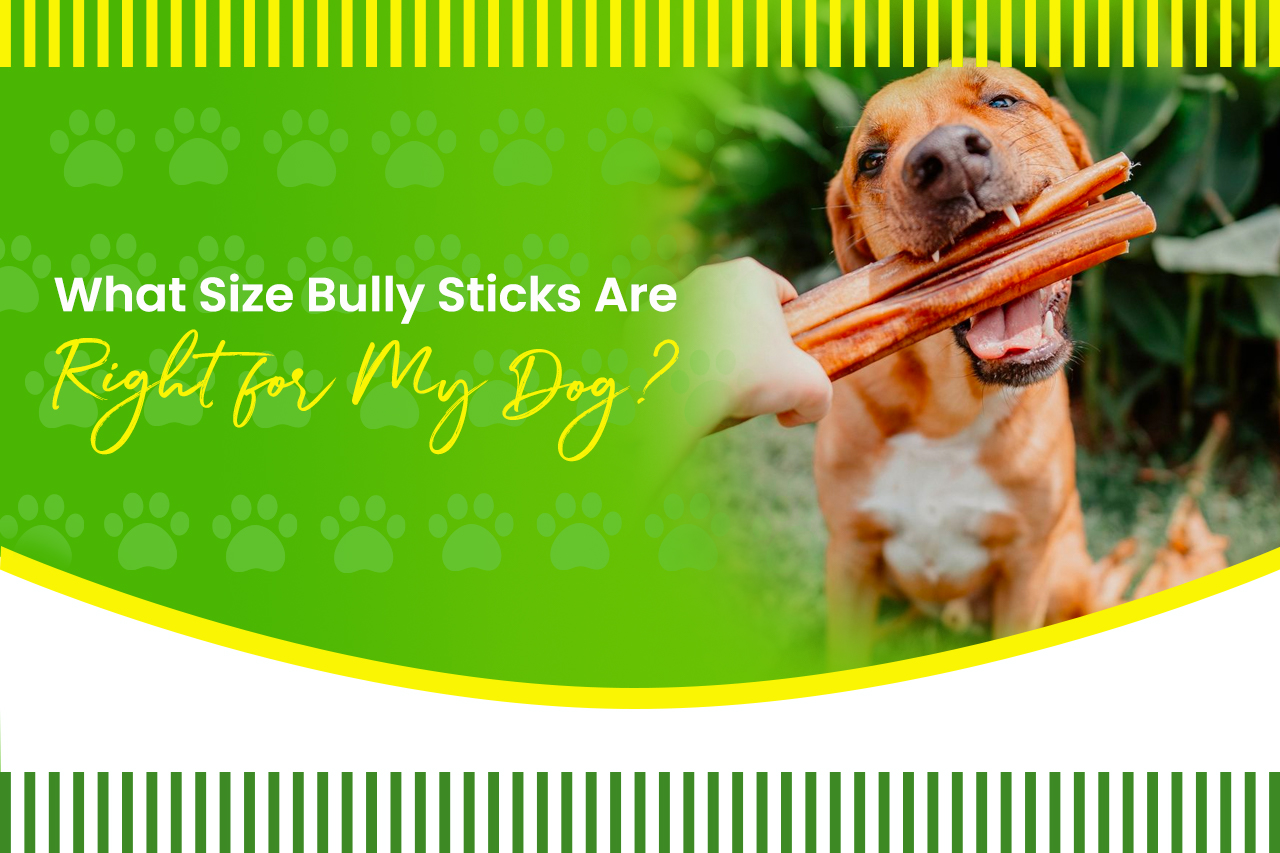 Are Bully Sticks Safe For My Dog