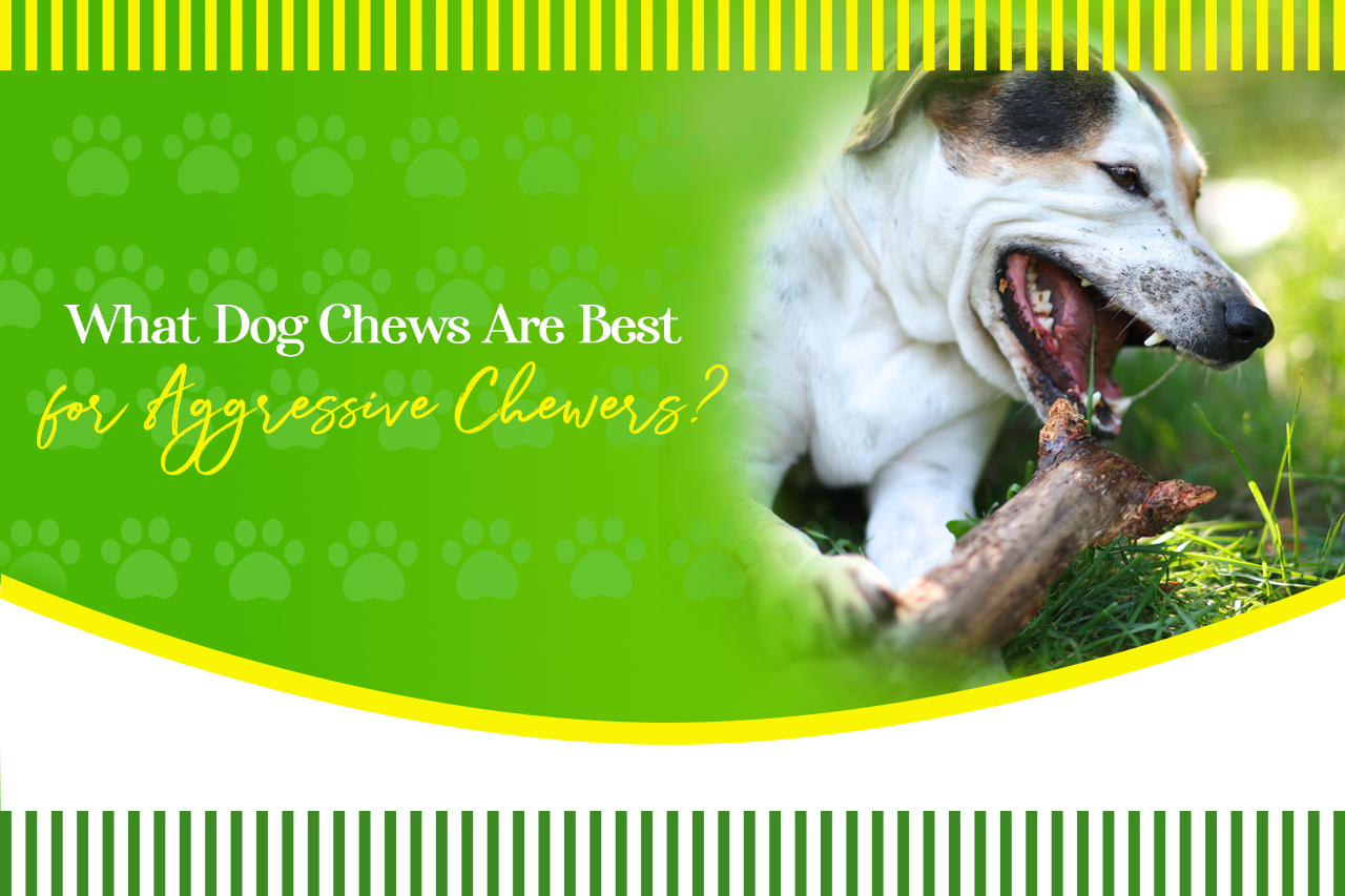 What Dog Chews Are Best for Aggressive Chewers? Mellow premium