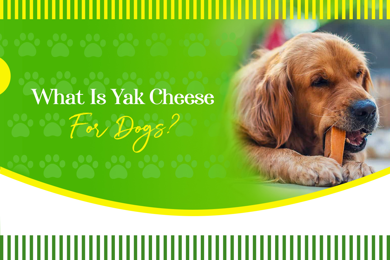 What Is Yak Cheese for Dogs? Mellow premium