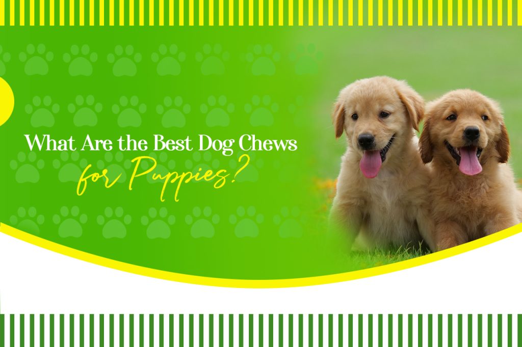 What Are the Best Dog Chews for Puppies?