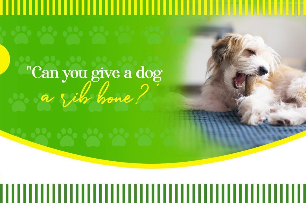 Can you give a dog a rib bone?