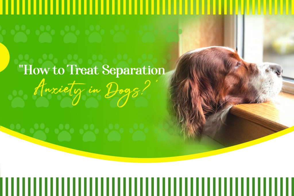 How to Treat Separation Anxiety in Dogs?