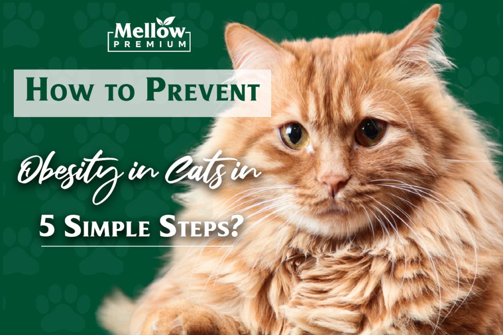 How to Prevent Obesity in Cats in 5 Simple Steps?