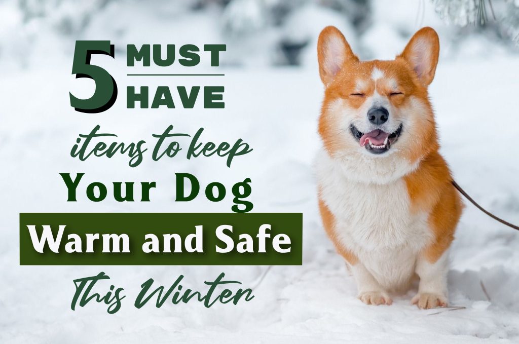 5 Must-Have Items to Keep Your Dog Warm and Safe This Winter