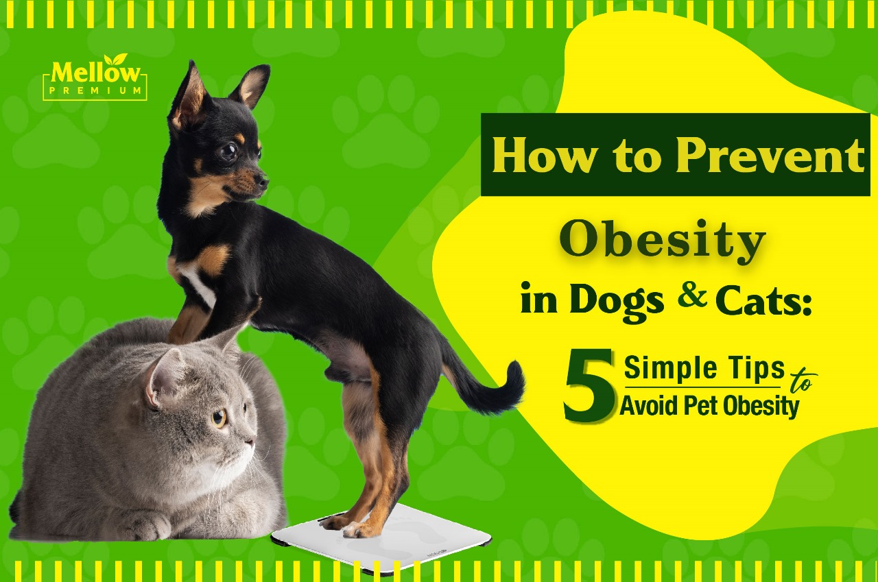 How to Prevent Obesity in Dogs and Cats: 5 Simple Tips to Avoid Pet Obesity